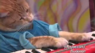 The Keyboard Cat - A Ok
