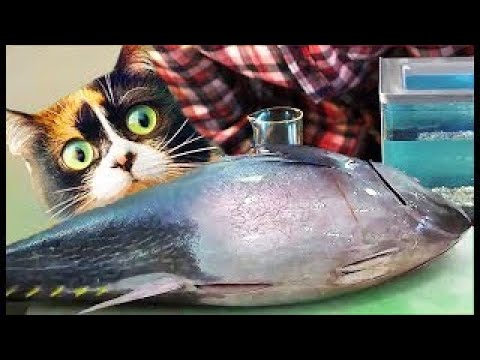 ŽIVÉ RYBKY Z ALIEXPRESSU! CO JE S NIMA?