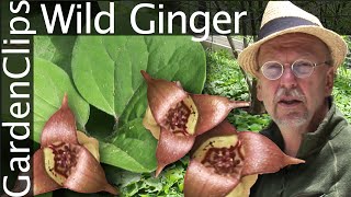 Wild Ginger - Asarum canadense - Grow Wild Ginger