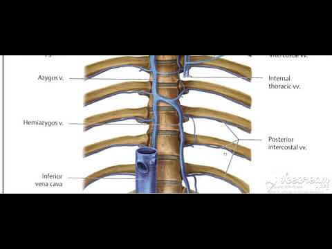 Thoracic cage