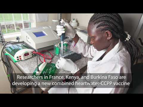 Combined heartwater-CCPP vaccine offers broader protection against more strains of heartwater.
