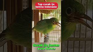 Download lagu cucak ijo betina emosi #fypシ゚viral#berandayoutube #kicaumanianusantara #kicaumania #cucakijo # mp3
