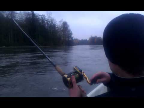 9 kg lohen väsytys Kymijoella