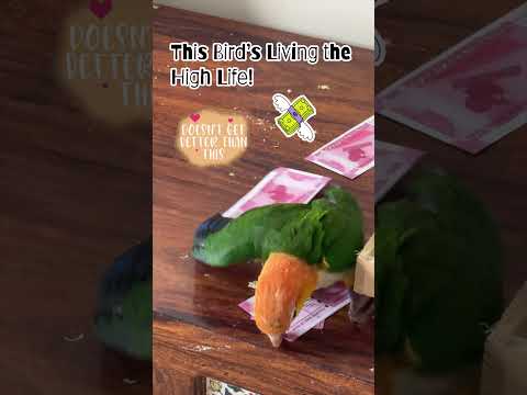 Dexter's Dream Bank Heist! #shorts #caique #dream #bank #heist #bankheist #dexter #tota #dummyvote