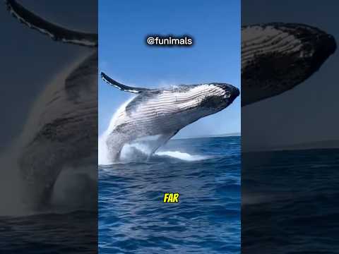 Amazing Humpback Whale sound 😱#trending #shorts #youtubeshorts #whale #viralvideo