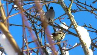 preview picture of video 'Waxwings Somerset December 2010'