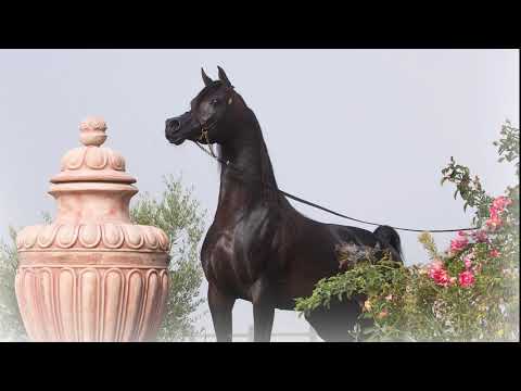 Arabian Horse Magazine -Sultan Al Zobara