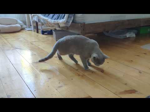 Unbelievable Drunk Cat | Funny Cats | Drunk British Shorthair