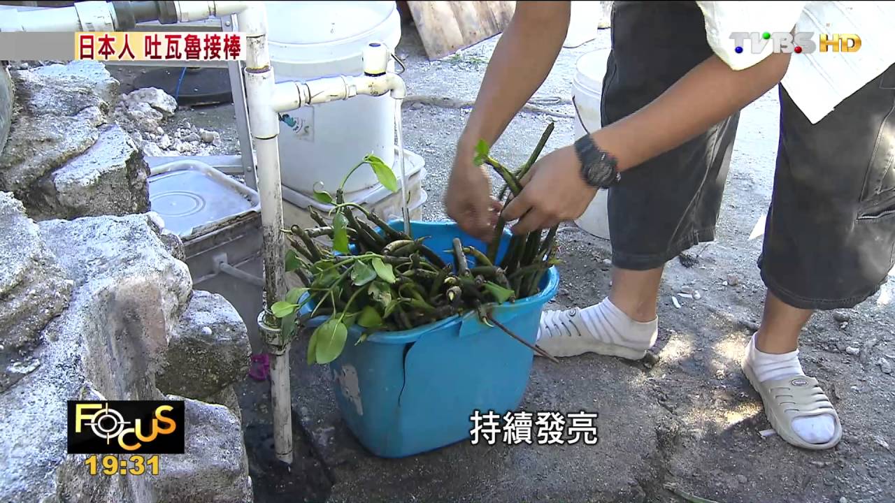FOCUS/日本人種「水筆仔」試圖拯救吐瓦魯