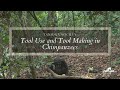 Tool Use And Tool Making In Chimpanzees