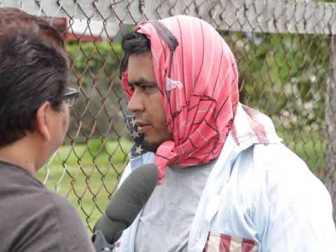 Africanized Bees Attack People on Douglas Jones Street during Busy Lunch Hour