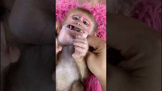 Mom is trying to remove the poisonous seed before Mochi the monkey swallows it 🫘🫘