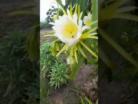 seu Luiz mostrando a florada da pitaya em Rosário do Ivaí na chácara raio de sol