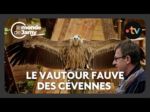 Discovering the Griffon Vulture of the Cévennes - At the heart of wildlife