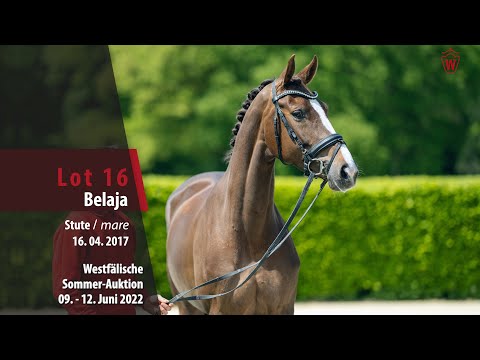 Sommer-Auktion Lot 16 Belaja Stute v. Borsalino - Florestan I