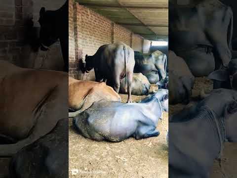 Murrah Buffalo !! Murrah Buffalo New Video 2024 !! Murrah Bhains Video !! Yadav Dairy Farm