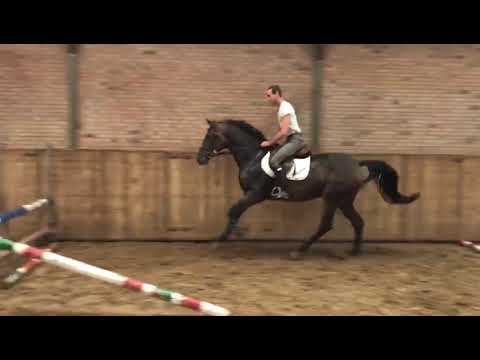 Kaijalita (Arezzo x Quasimodo Z)