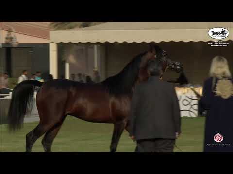 N 390 KANZ LNJ   10th Arabian Horse Show for local Breeders in Saudi Arabia 2021   Colts 3 Years Old