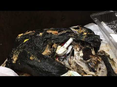 Fruit Flies Infest Trash Room in Plainfield, NJ