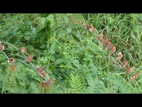Frog attacks small birds