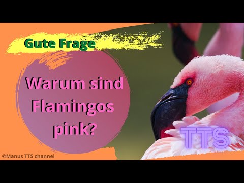 Warum sind Flamingos pink? | TTS | gutefrage