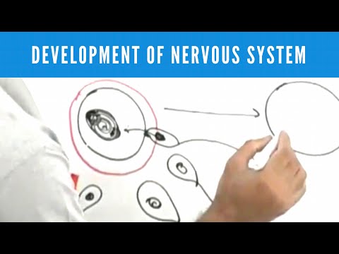 Development of Nervous System | Neuroanatomy