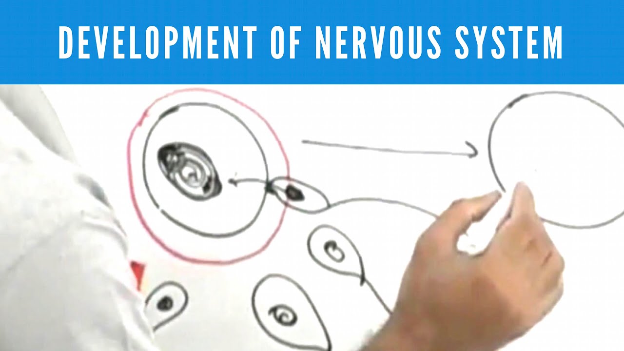 Development of Nervous System | Neuroanatomy