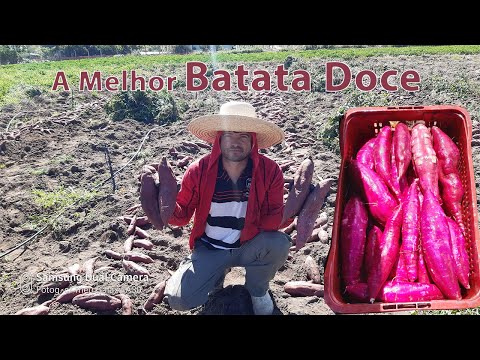 , title : 'A MELHOR plantação de Batata doce do Ceará'