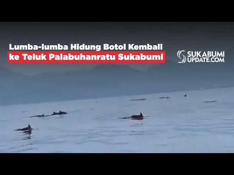 Lumba-lumba Hidung Botol Kembali ke Teluk Palabuhanratu Sukabumi