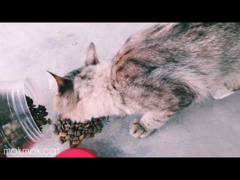 Feed Skinny Hungry Feral Cat