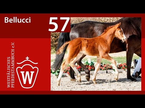 57 Bellucci HF v. Benicio - San Remo