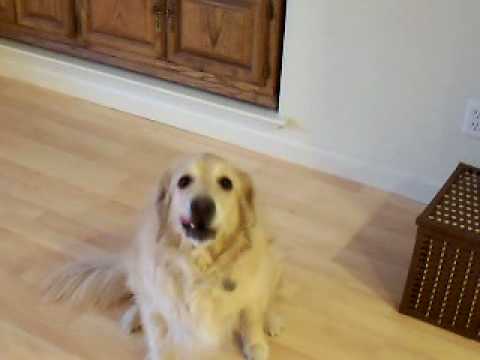 Un Retriever Que Ayuda Con Las Tareas Del Hogar