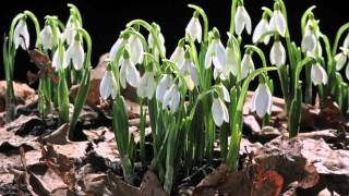 EARLY SPRING snowdrop flower time laps. Sir David Attenborough's opinion