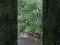 രാവിലെത്തെ മഴ അയ്യോ തണുപ്പ് സഹിക്കാൻ