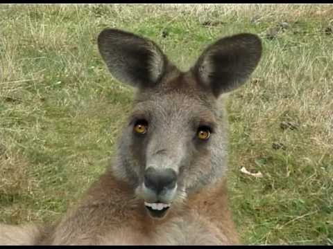 Big Red meets the Devil