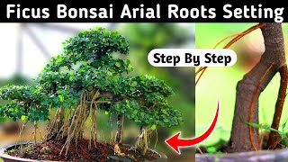 Download lagu Ficus Bonsai Aerial Roots Setting mp3