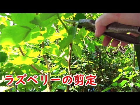 常結するラズベリーの低木と常在しないラズベリーの低木をいつ剪定するか