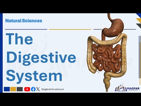 The Digestive System | Functions, Organs & Health Issues | Grade 9 Natural Sciences