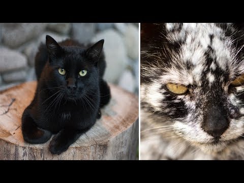 7 Years After He Adopts A Normal Black Cat, It Transforms Into Something Unexpected