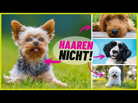 Top 10 dog breeds that DON'T shed! 🐶