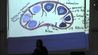 29) Dr.Gihan 30/04/2014 [Lymph nodes]