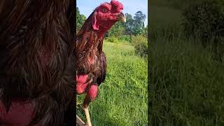 Download lagu AYAM MAGON JALU JAHAT #youtubeshorts #fyp mp3 Download lagu AYAM MAGON JALU JAHAT #youtubeshorts #fyp mp3