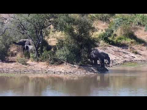 Djuma: Small group of Elephants get a drink - 13:42 - 05/11/21