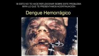 El Dengue - Aedes Aegyptis