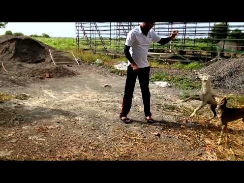 Caravan Hound dog playing