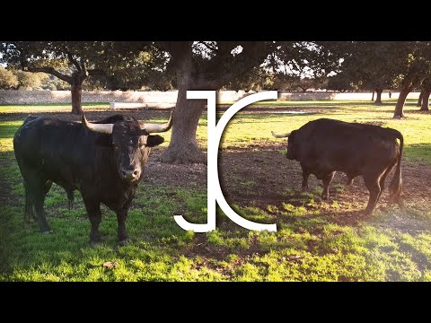 El día a día del Toro Bravo en Cabezal Viejo Ganadería de toros bravos JOSÉ CRUZ 2020