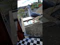 My Pet Seagull Protects His Egg Babies!