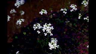 Toots Thielemans - Manha De Carnaval