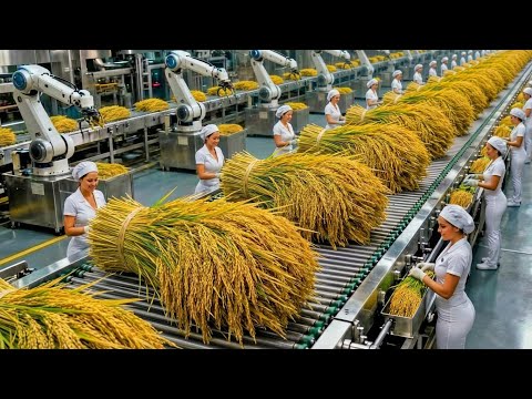 From Paddy Field to Plate: How Rice Roti is Made in Factory! 🌾