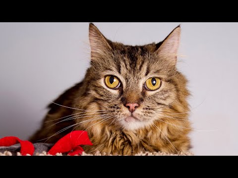 Mona, an adopted Maine Coon in Riverside, CA_image-1